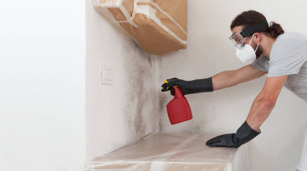 Professional Basement Mold Remediation technician working in Verona, KY