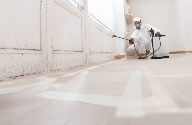 24/7 Emergency Basement Mold Remediation experts in Verona, KY