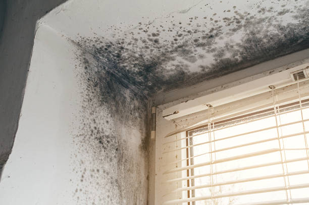 Affordable Basement Mold Remediation solutions in Verona, KY