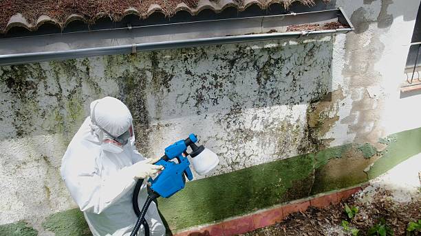 Top rated local Basement Mold Remediation specialists in Verona, KY